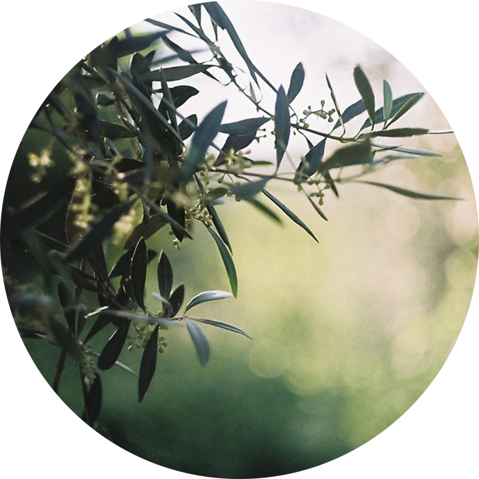 immagine albero olivo