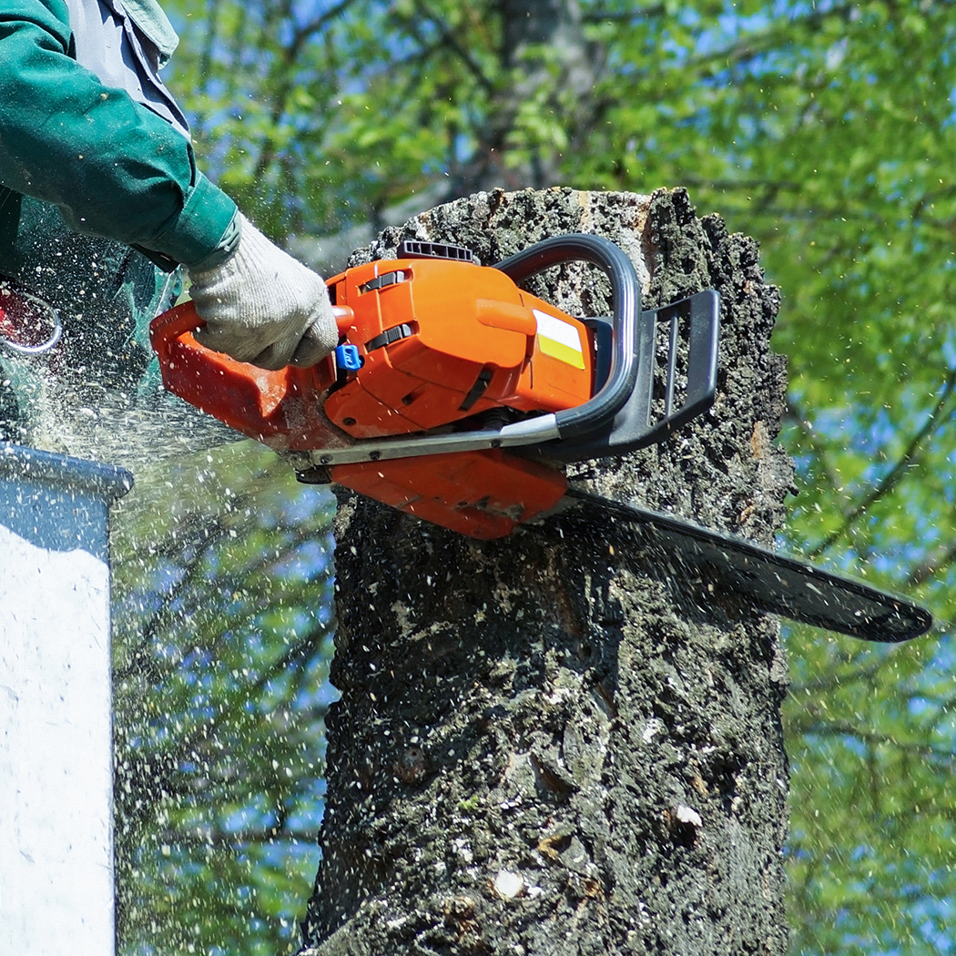 manutenzione giardino treviso - abbattimento alberi