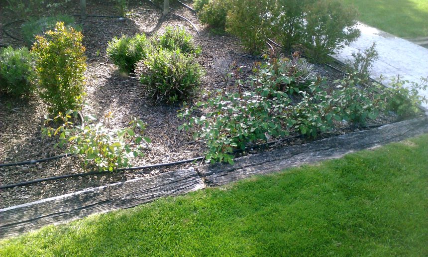 immagine manutenzione giardino a Paese con arieggiatura carotatura e concimazione prato e impianto di irrigazione