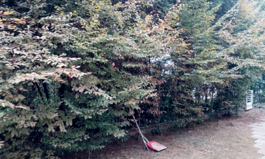immagine giardino montebelluna con impianto di irrigazione bordure e prato a rotoli
